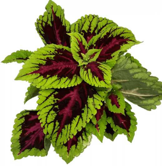 Coleus forsokoli plant in Matcha Slim relieves nervousness during weight loss